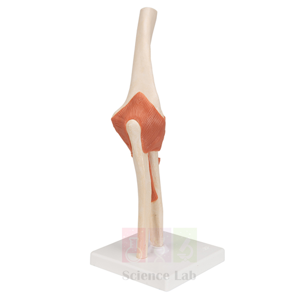 Human Elbow Joint Model